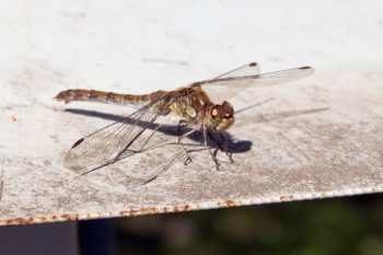 weitere Exemplare der lokalen Fauna, diesmal aus Budapest